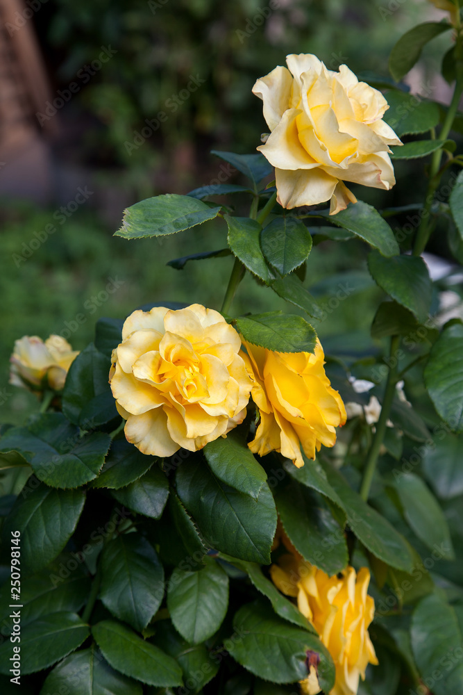 Beautiful yellow rose bush growing in the garden. Beautiful yellow rose bush growing in the garden.