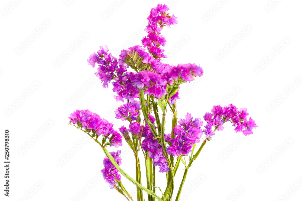 Fototapeta premium The Flower Close up white background