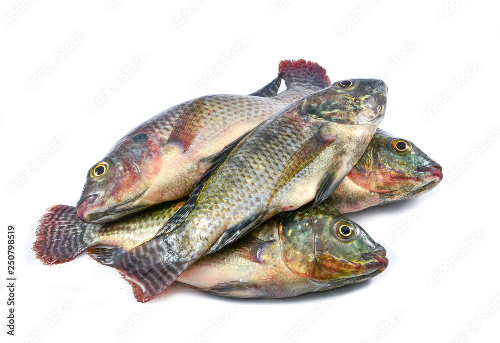 fresh raw tilapia fish freshwater isolated on white background fresh raw tilapia fish freshwater isolated on white background