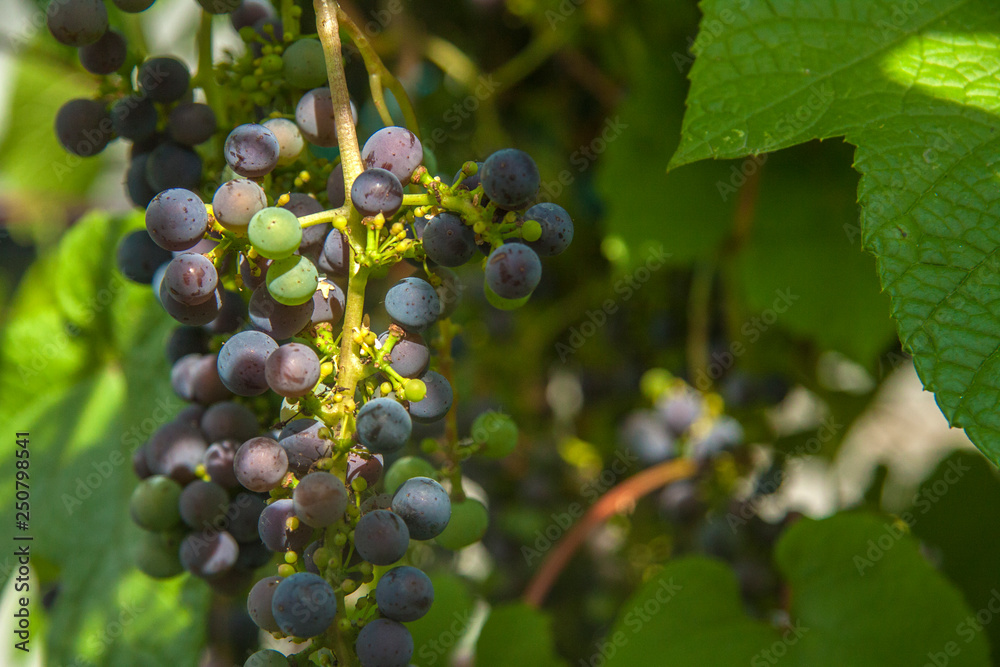 bunch of wild dark grapes in the garden in summer in the sun bunch of wild dark grapes in the garden in summer in the sun