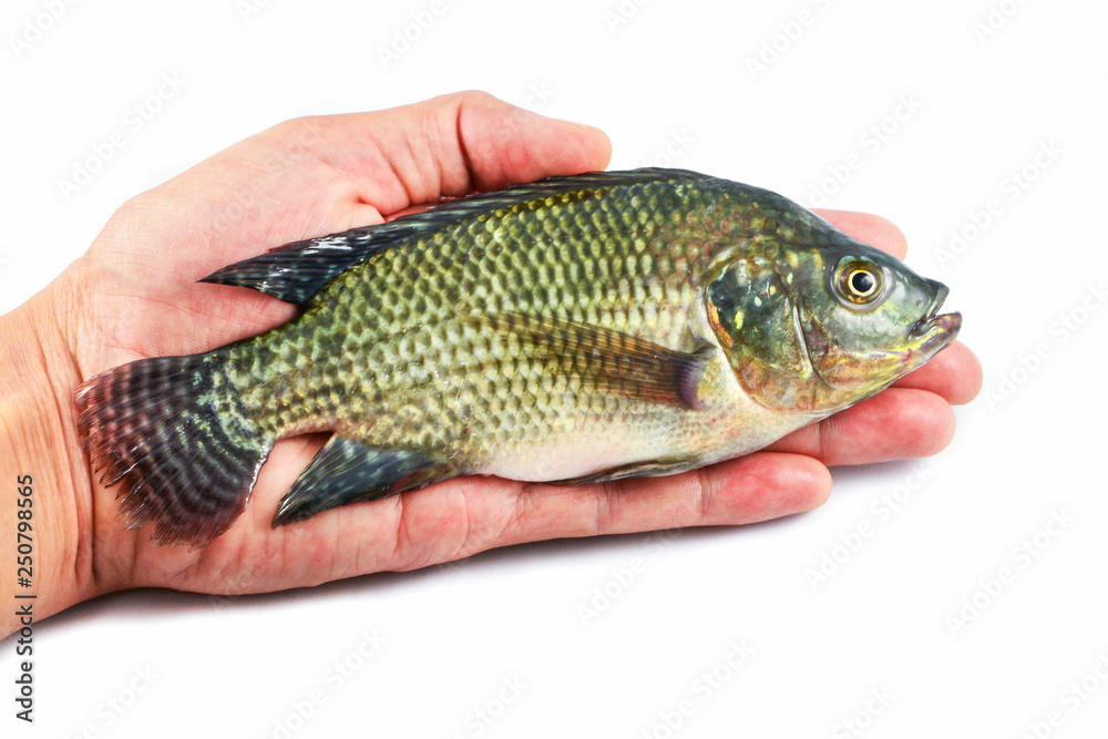 Fresh raw Tilapia fish freshwater in hand isolated on white background Fresh raw Tilapia fish freshwater in hand isolated on white background
