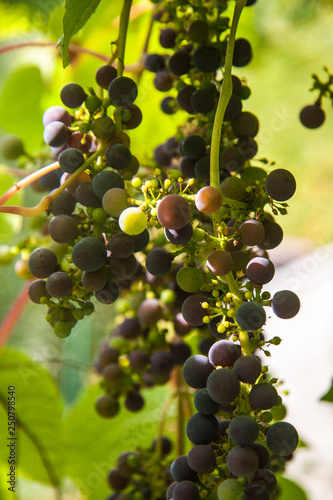 bunch of wild dark grapes in the garden in summer in the sun