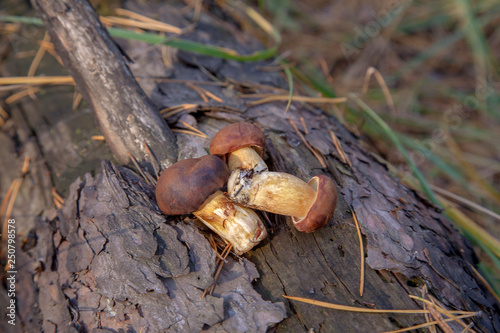 Wild edible bay bolete known as imleria badia or boletus badius mushroom on wooden background in pine tree forest..