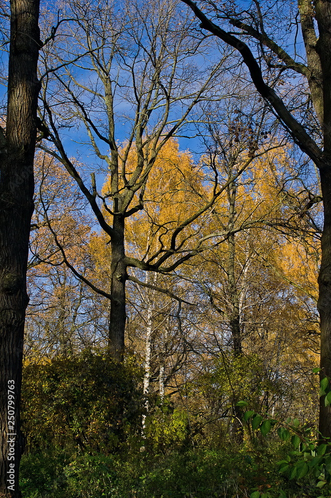 Fototapeta premium Autumn forest