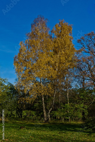 Birches in autumn
