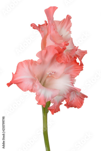 Obraz na płótnie gladiolus flower isolated