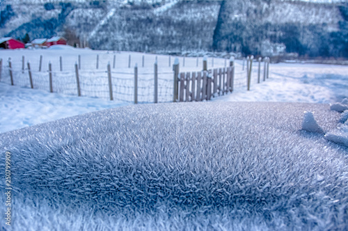 Ice Roses on Curved Surface photo