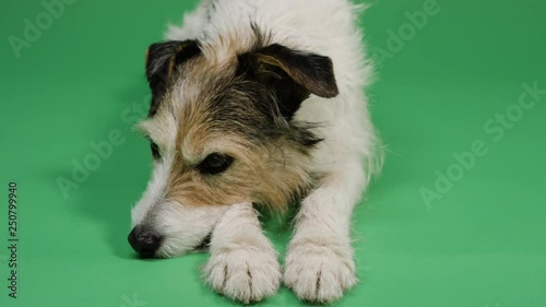 Dog on green screen background 4K - pet, puppy, animal