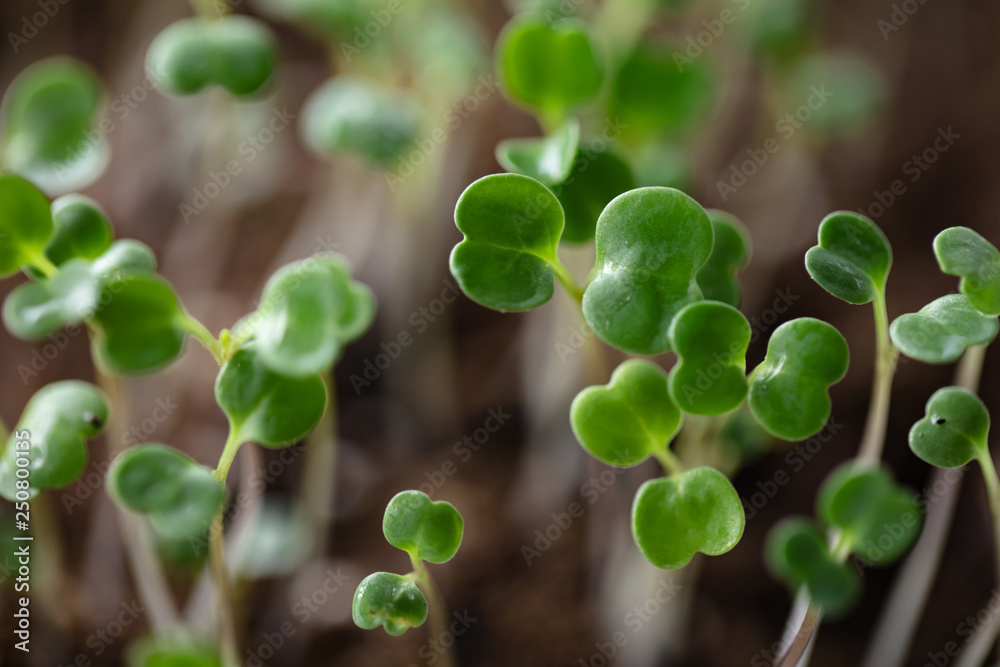 Macro shot of a arugula sprouts grown at home in soil Macro shot of a arugula sprouts grown at home in soil