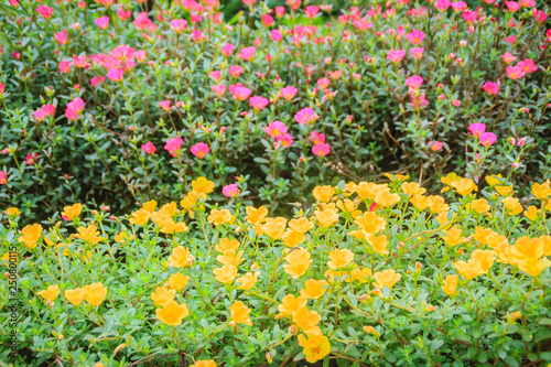 Beautiful yellow and pink portulaca oleracea flowers, also known as common purslane, verdolaga, little hogweed, red root, or pursley.