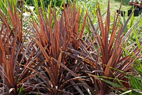 Plante de phormium brun