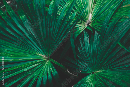 Tropical leaves texture Abstract nature leaf green texture background.vintage dark tone picture can used wallpaper desktop.