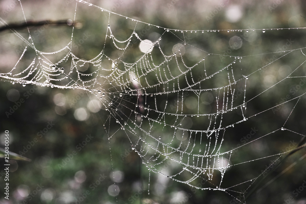 The Spider Web with dew drops