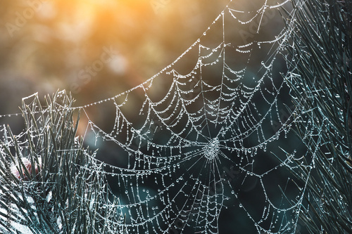 The Spider Web with dew drops © EdNurg