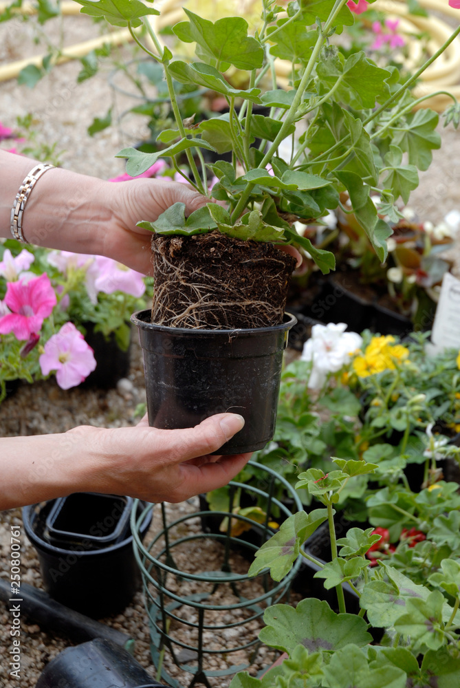 Plantation d'une plante en pot au jardin Plantation d'une plante en pot au jardin