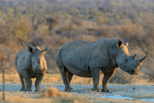 White rhinoceros or square-lipped rhinoceros or rhino  Ceratotherium simum . North West Province. South Africa