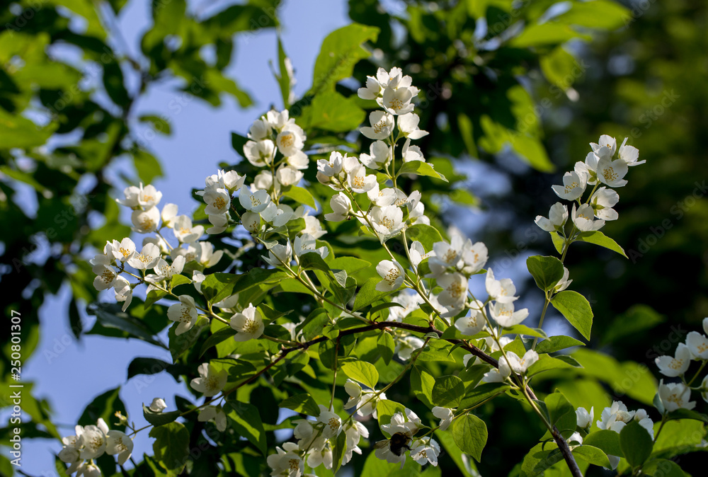 Fototapeta premium Beautiful blossoming branch of jasmine in garden