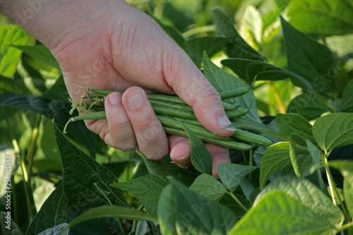 Récolte de haricot au jardin dans une main