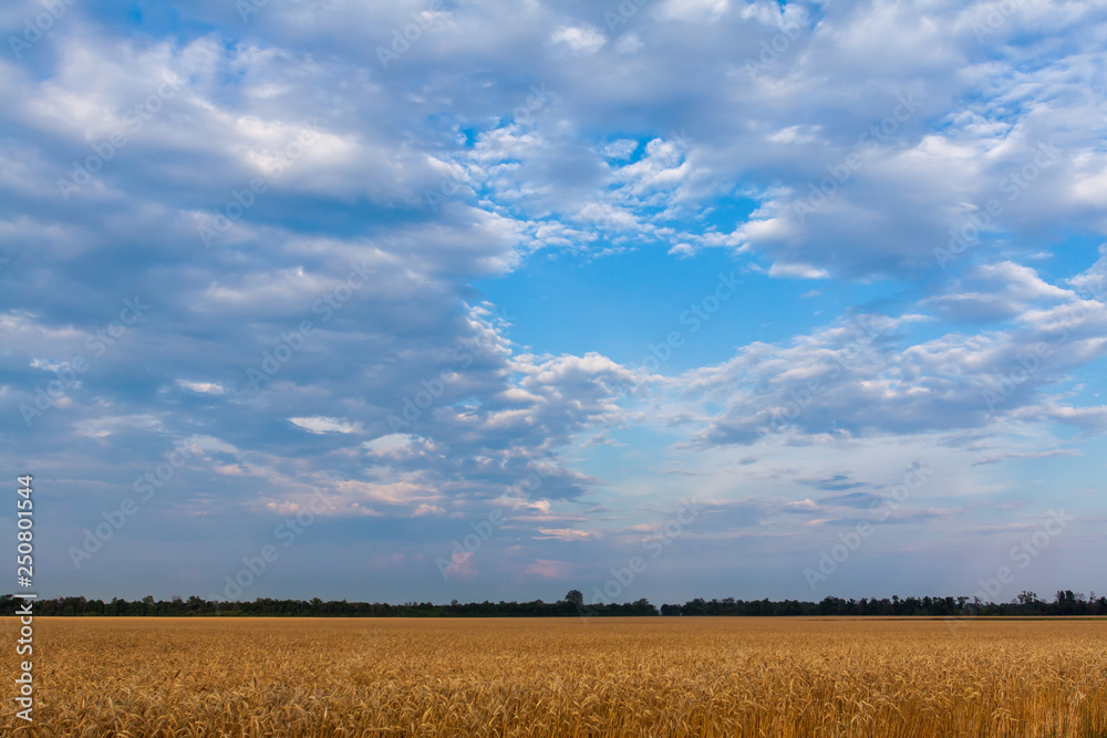 Wheat field under the blue sky with clouds.