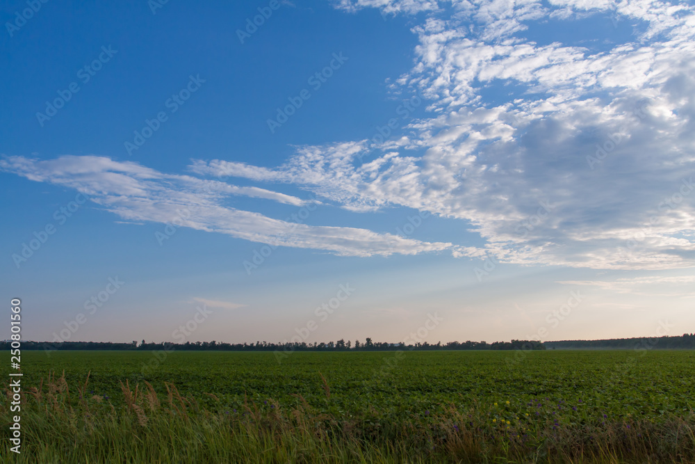 Green field to the horizon under the blue evening sky. Green field to the horizon under the blue evening sky.