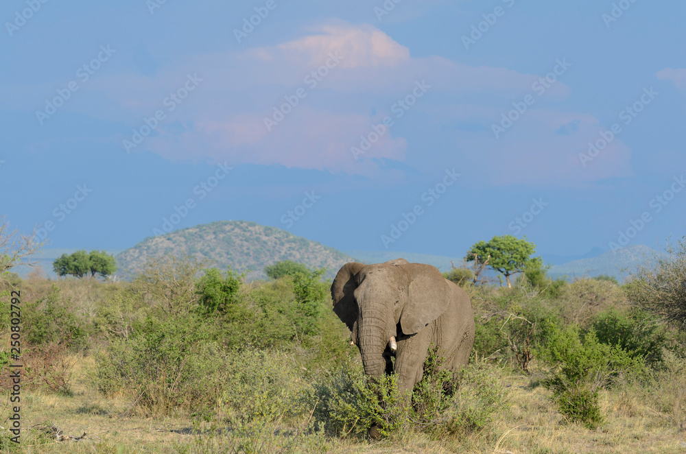 African bush elephant (Loxodonta africana) aka African savanna elephant or African elephant. North West Province. South Africa African bush elephant (Loxodonta africana) aka African savanna elephant or African elephant. North West Province. South Africa