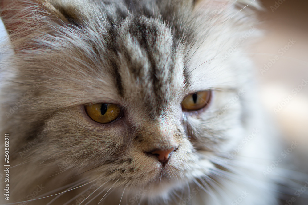 Close up portrait a cat. Selective focus at cat's eye.