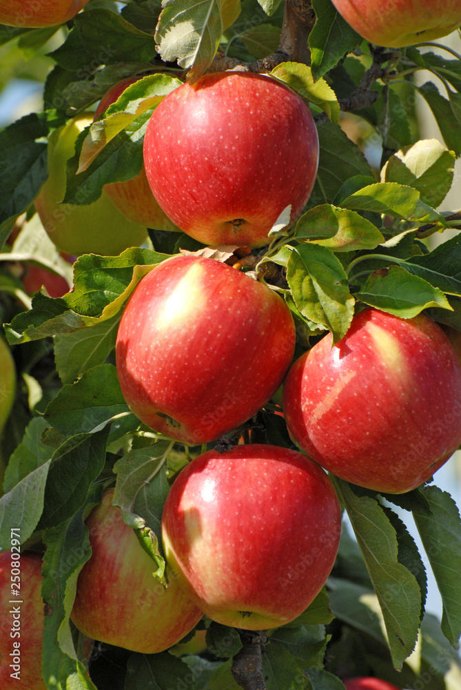 Récolte de pommes en automne Récolte de pommes en automne
