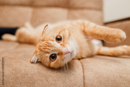 Fototapeta Ginger flop-eared cat on a sofa