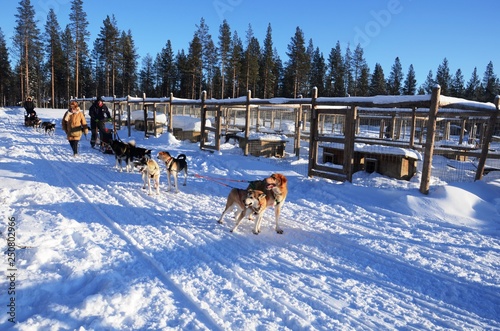 Laponie   Parc aux huskies  Levi- Finlande 