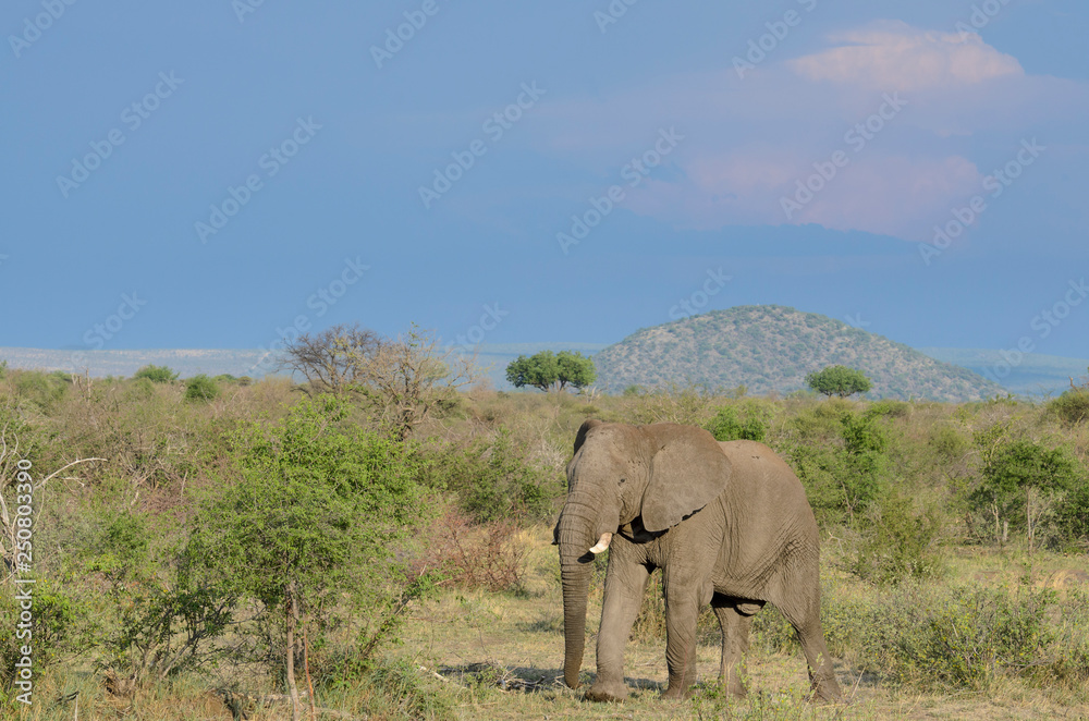 Fototapeta premium African bush elephant (Loxodonta africana) aka African savanna elephant or African elephant. North West Province. South Africa