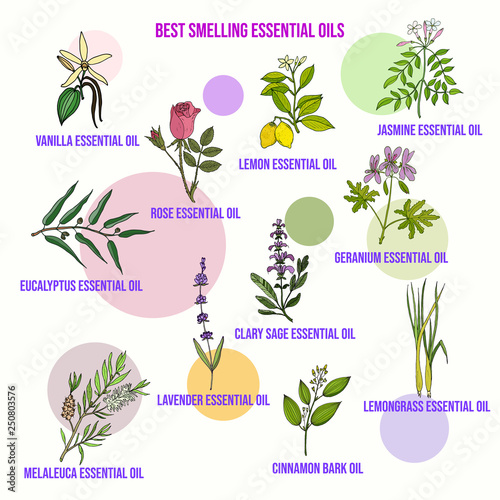 Best smelling essential oils