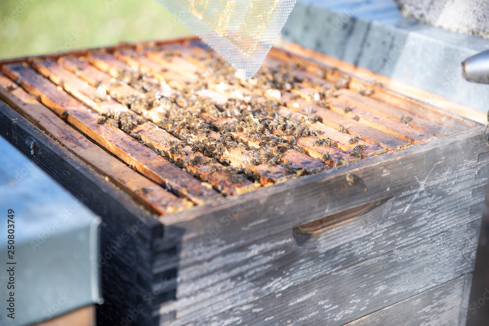 Hives in an apiary with bees flying to the landing boards. Apiculture Hives in an apiary with bees flying to the landing boards. Apiculture