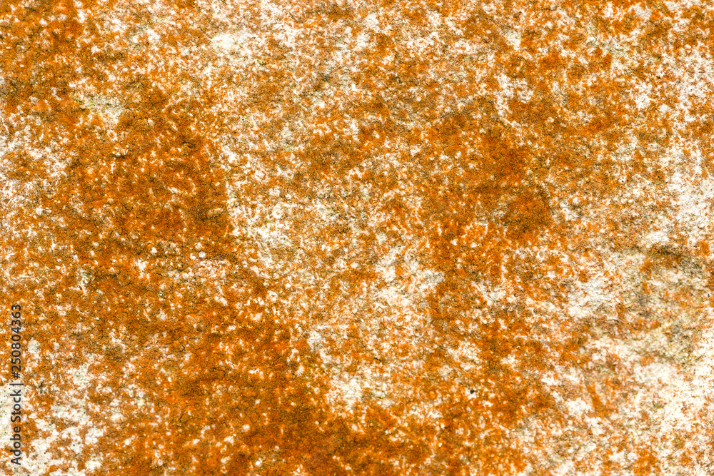 Bright orange lichen on the stone. Background wall, texture of the lichen loin The small orange lichen on the wall looks like a top Bright orange lichen on the stone. Background wall, texture of the lichen loin The small orange lichen on the wall looks like a top