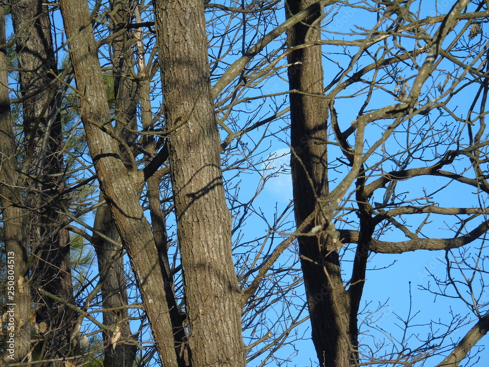 Tiglieto, Italy - 02/19/2019: Beautiful blue background of the first snow in the village in winter with some beautiful snow on the ground and sunshine over the tall trees.