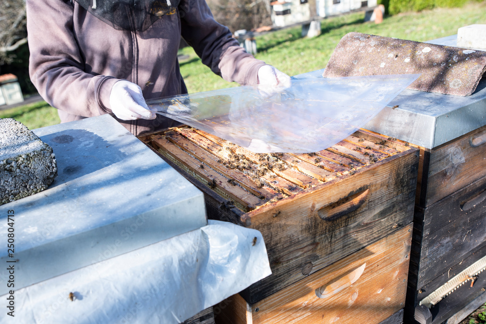 Hives in an apiary with bees flying to the landing boards. Apiculture Hives in an apiary with bees flying to the landing boards. Apiculture