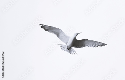 Close up of a seagull in the sky