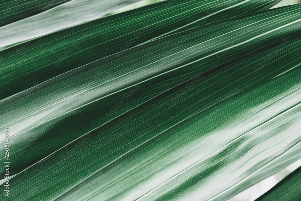 Tropical leaves texture,Abstract nature leaf green texture background.vintage dark tone,picture can used wallpaper desktop. Tropical leaves texture,Abstract nature leaf green texture background.vintage dark tone,picture can used wallpaper desktop.