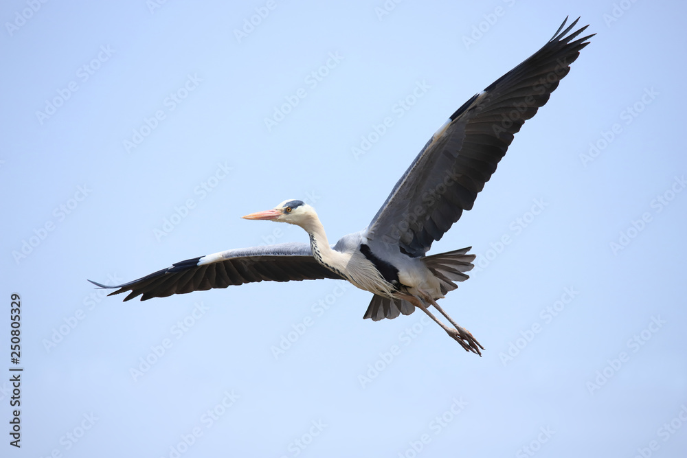 Obraz premium アオサギ Grey heron