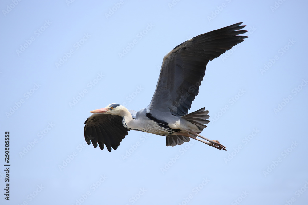 Obraz premium アオサギ Grey heron
