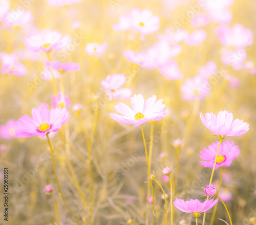 cosmos flowers