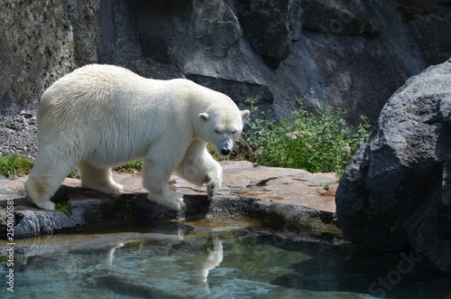 Ours polaire blanc dans un zoo