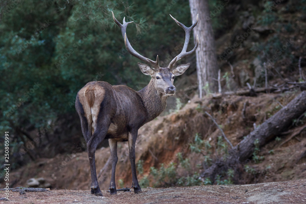 Fototapeta premium Deer in Sierra Blanca, Marbella, Malaga. Spain