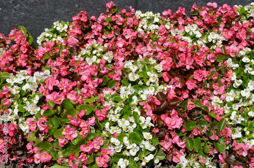 Fleurs de bégonias rose et blanc au jardin en été