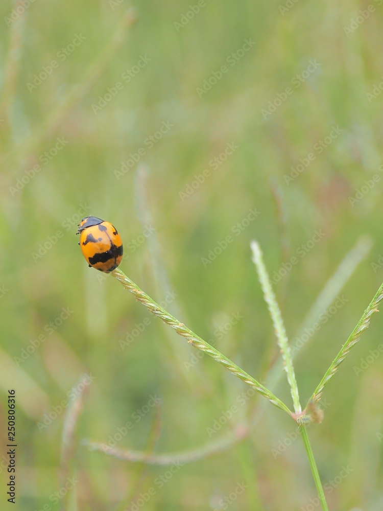 Fototapeta premium ladybug on green leaf