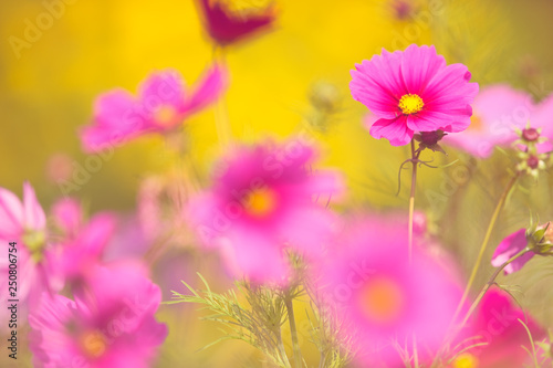 Cosmos flowers  Cosmos bipinnatus  in the garden. Selective focus and shallow depth of field.