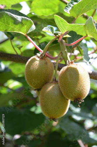 Branche de kiwis dans le jardin en   t  