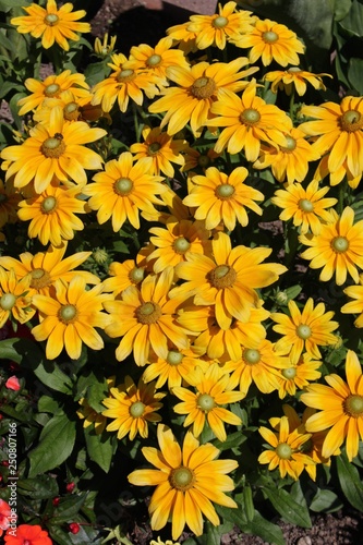 Fleurs de rudbeckia jaune au jardin en été