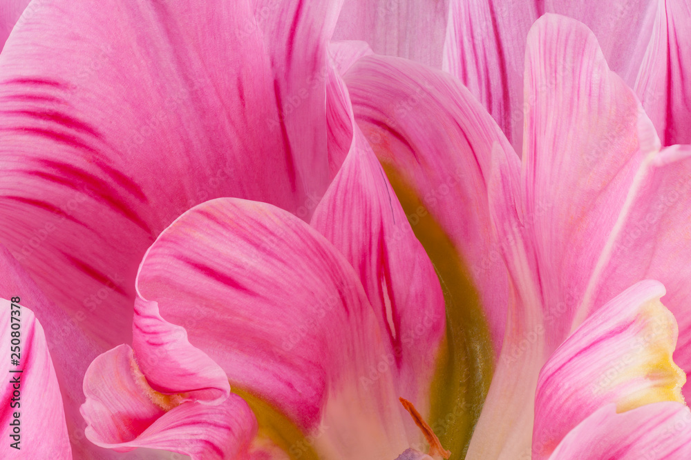 tulip flower backgrounds