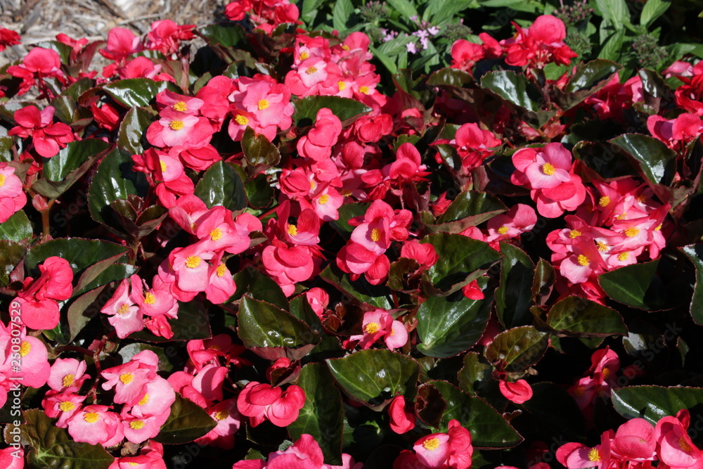 Fleurs de bégonias au jardin en été Fleurs de bégonias au jardin en été