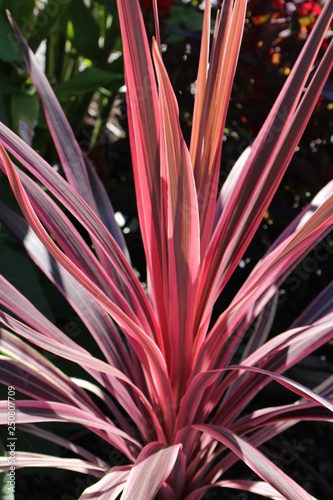 Cordyline rouge au jardin